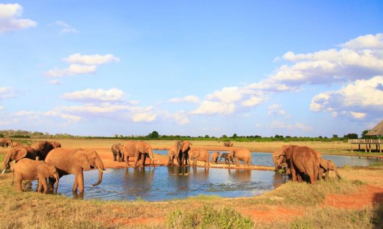 Tsavo-East-National-Park-750×450